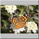 Vanessa cardui - Distelfalter 06.jpg